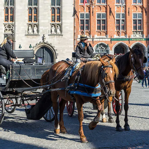 Paardenkoets met twee bruine paarden in het centrum van Brugge